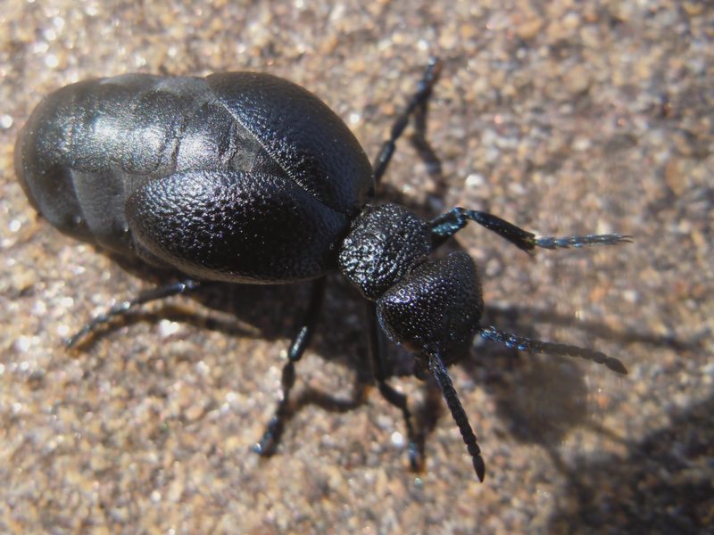 ...dalla Gallura... Meloe cicatricosus